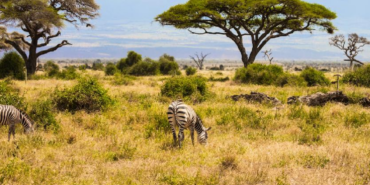 Kenya Savanında 18 Yıllık Deney Büyük Otçulların Ekosistemdeki Rolünü Ortaya Koydu
