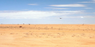 Arap Yarımadası'ndaki Kasırgalar Doğu Afrika'da Son 70 Yılın En Büyük Çekirge İstilasına Yol Açtı